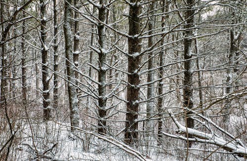 Forest in Winter with Trees Covered in Snow 