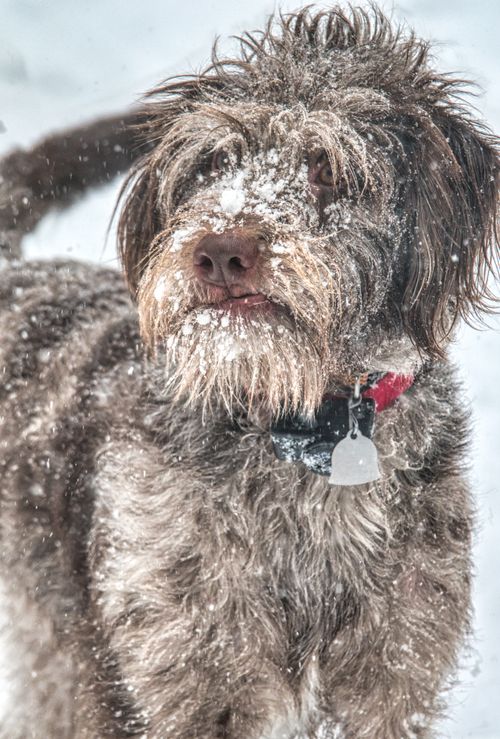 Free A furry dog enjoys a snowy day outdoors, playfully covered in snowflakes. Stock Photo
