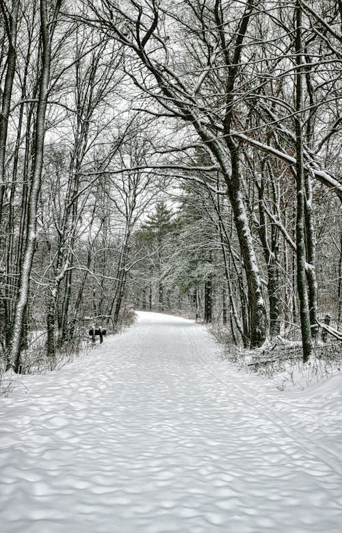 Gratuit Photos gratuites de arbres, chemin, chute de neige Photos