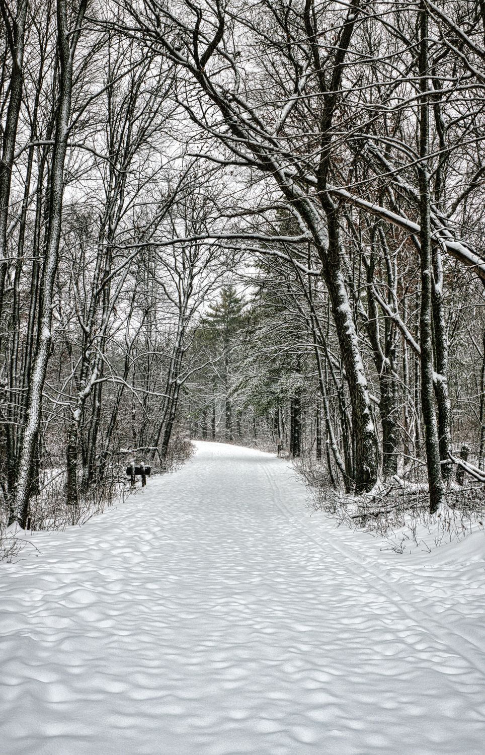 Forest Path Covered in Snow · Free Stock Photo