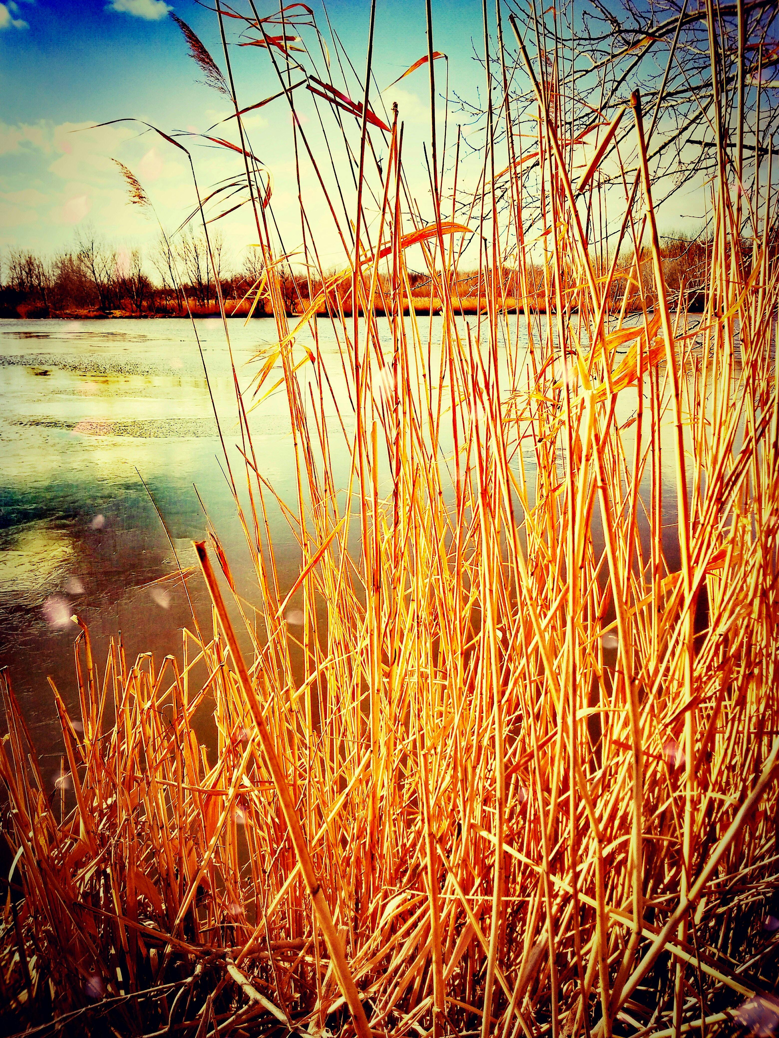 RSIチャート分析