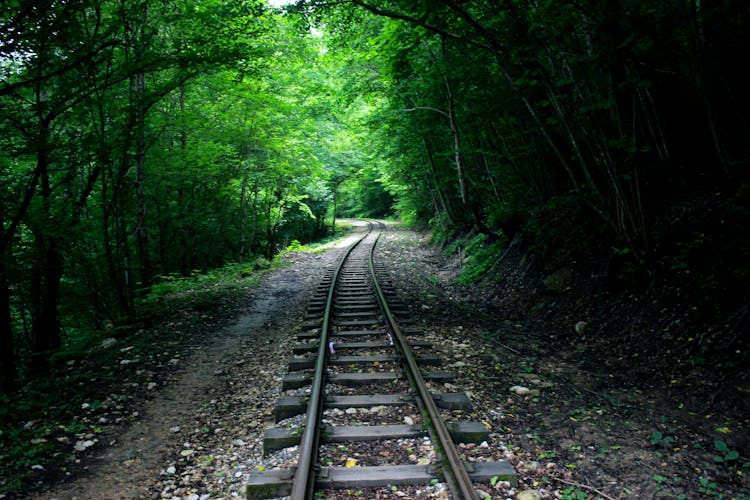 Railway Tracks In Dense Forest