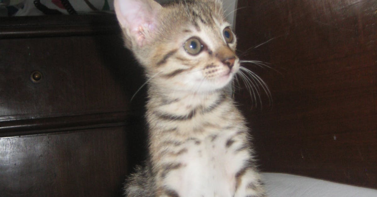 Free stock photo of kitten
