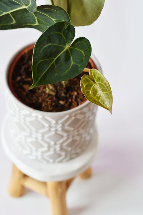 Základová fotografie zdarma na téma anthurium, anthurium klarinervium, bílý hrnce