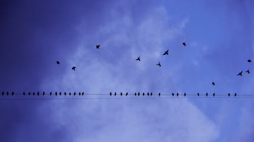 Fotografía De Silueta De Pájaros En Vuelo Y Encaramado En La Línea De Electricidad