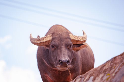 Free stock photo of asia, buffalo, china