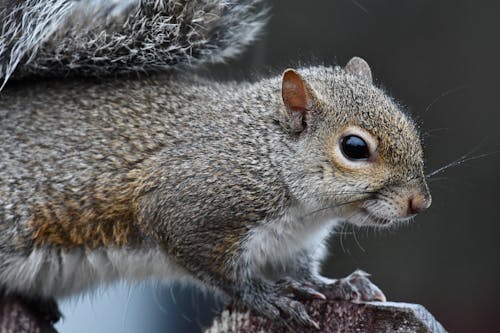 Kostenloses Stock Foto zu graue eichhörnchen, nagetier, nahansicht