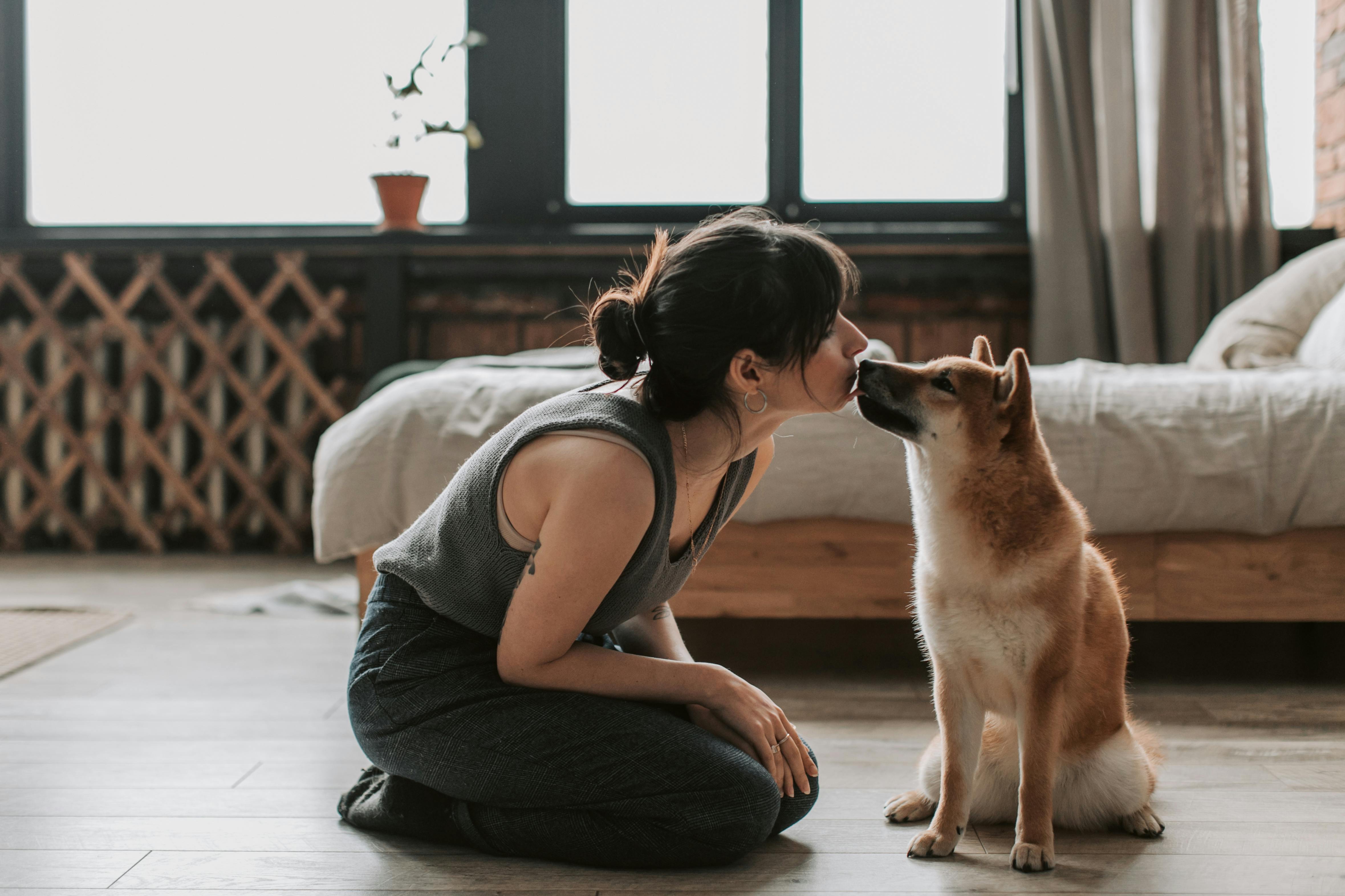 Beagle Training – How To Choose A Good Beagle Companion!