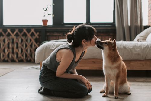 Free A woman affectionately kisses her Shiba Inu dog while sitting on a wooden floor indoors. Stock Photo