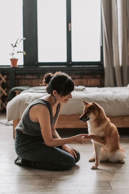 Free Woman and Shiba Inu dog interacting indoors, showcasing friendship and training. Stock Photo