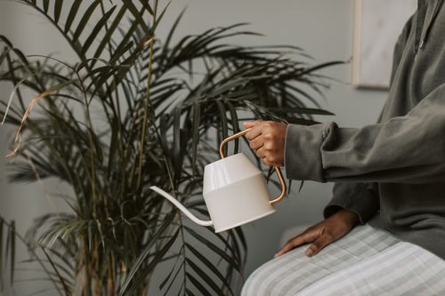 Free A person holds a watering can while tending to a lush indoor plant. Stock Photo