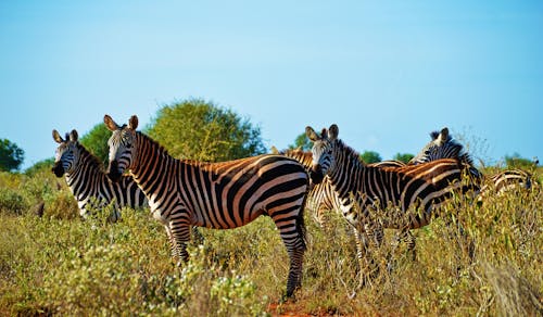 Free Zebras in the Wild  Stock Photo