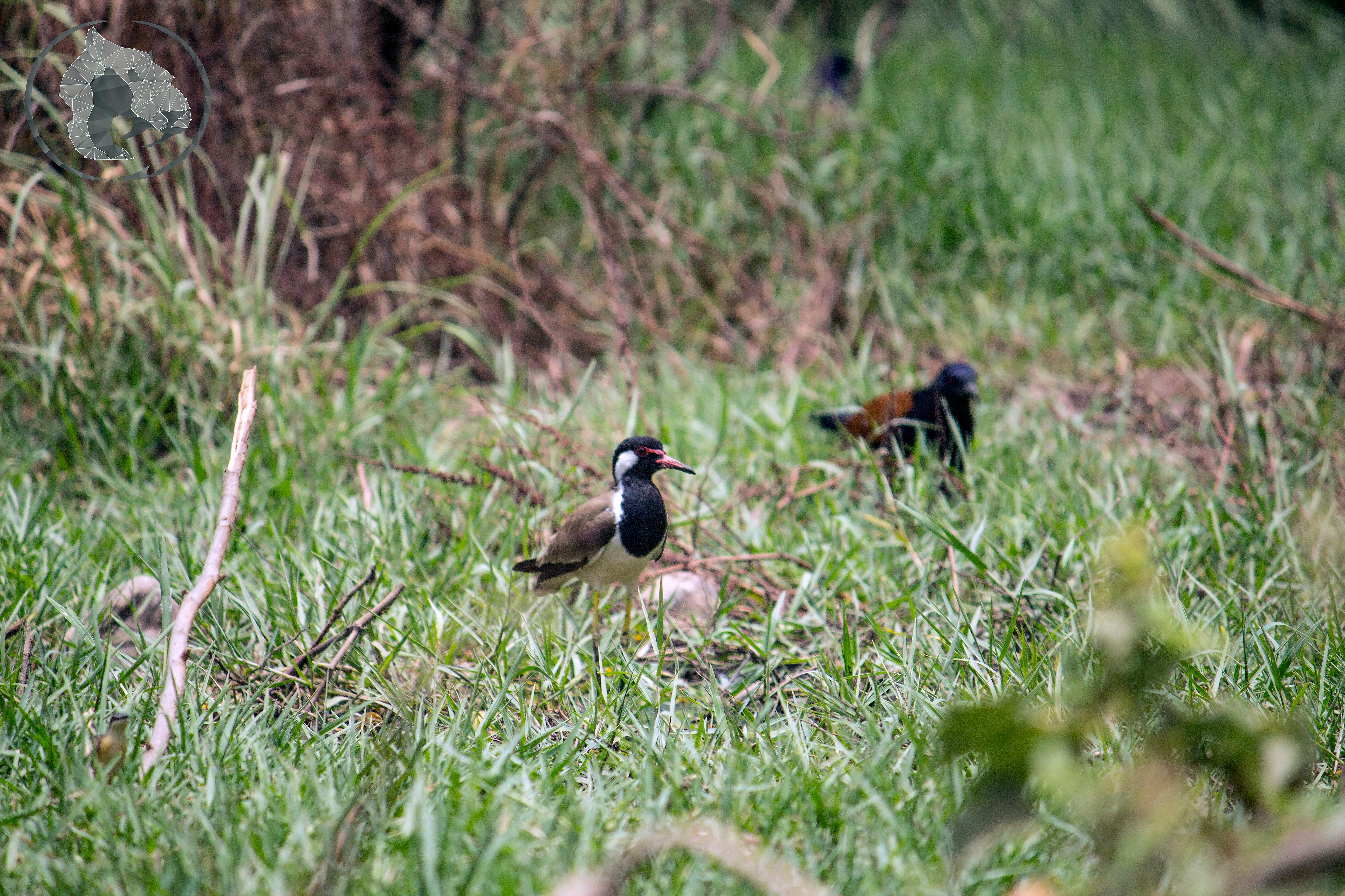 Mãos humanas e robóticas interagindo com uma projeção holográfica de dados, simbolizando a colaboração entre humanos e inteligência artificial.