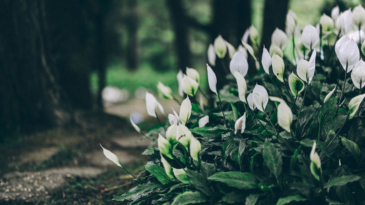 White Anthorium Flowers Near Brown Soil in Tilt Shift Lens Photography