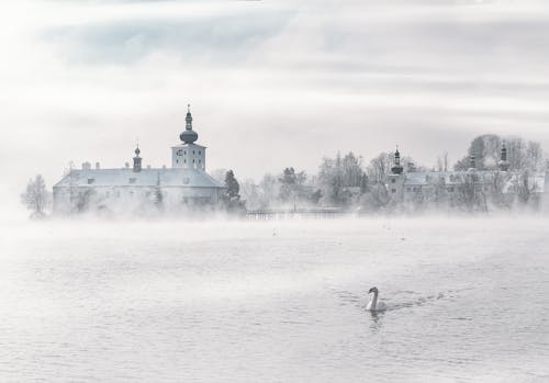 Swan Sur Plan D'eau Près Du Bâtiment