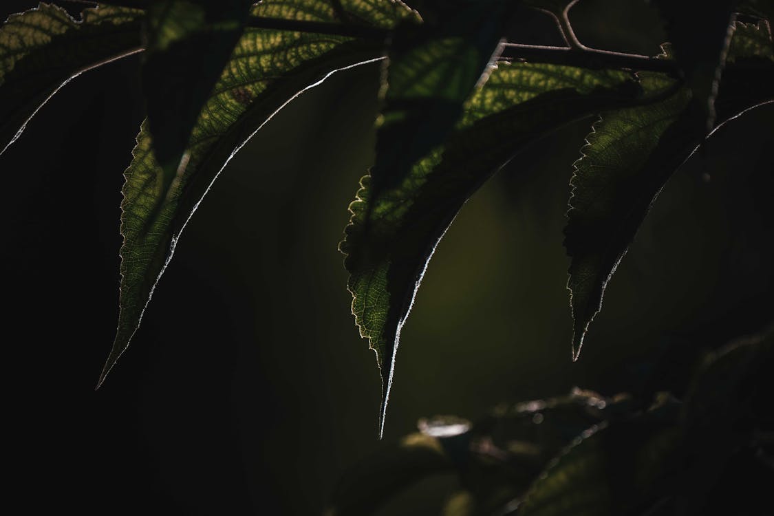 Fotobanka s bezplatnými fotkami na tému biológia, blahobyt, botanický