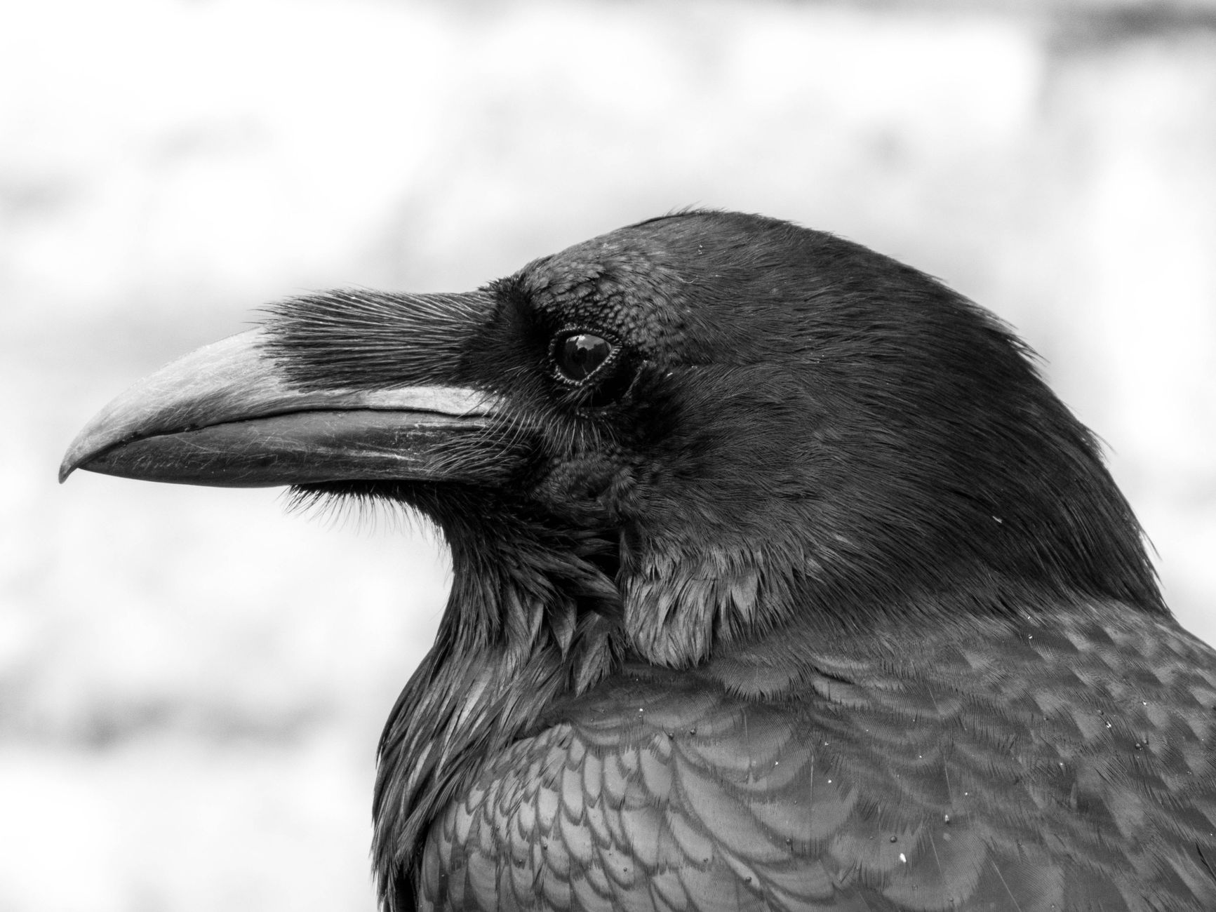 Close-up black and white portrait of a raven showcasing its beak and feather details.