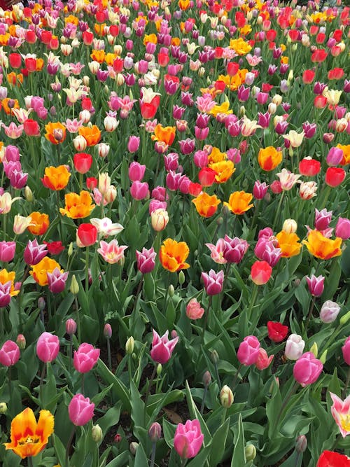 2,000+ Best Tulips Photos · 100% Free Download · Pexels Stock Photos