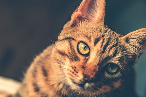 Free Black and Brown Tabby Cat Stock Photo