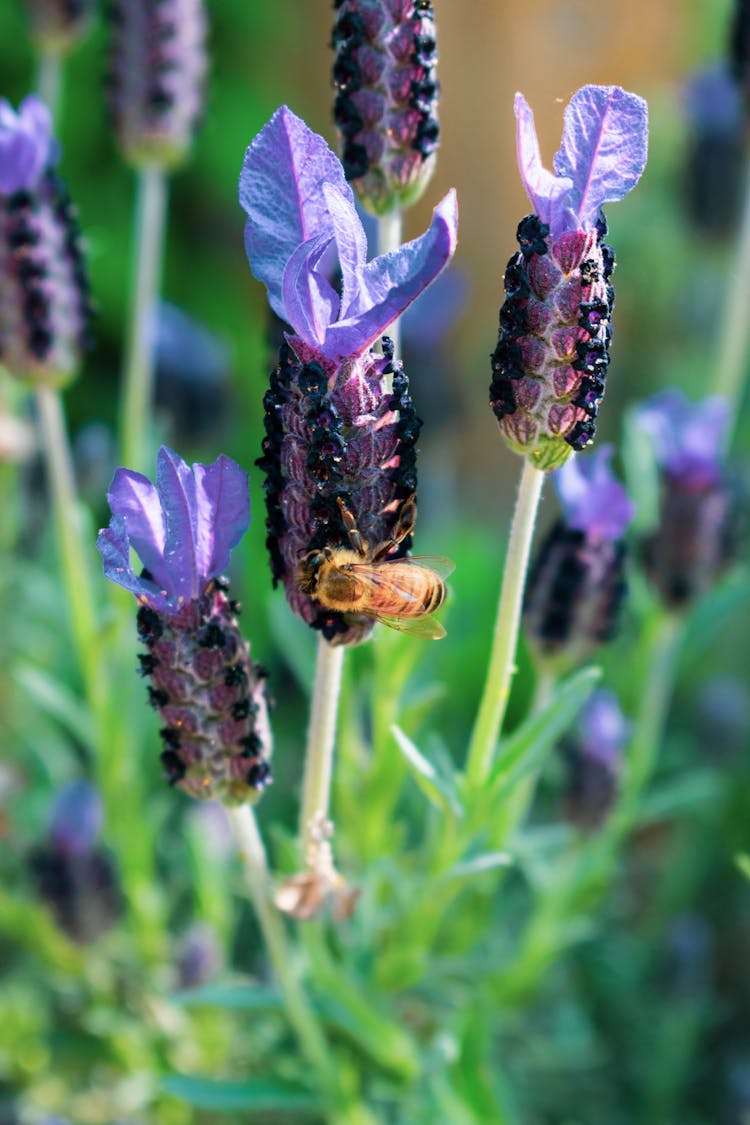 A Bee On Purple Flower 