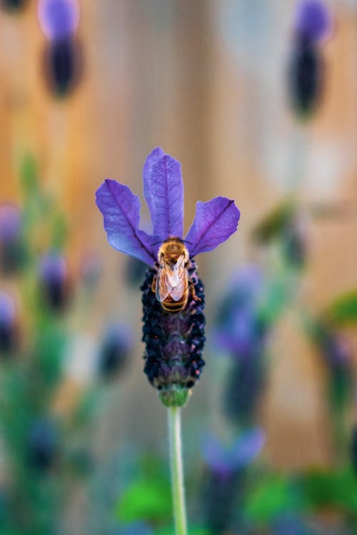 A Bee on Purple Flower
