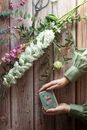 Person Holding White and Purple Flowers