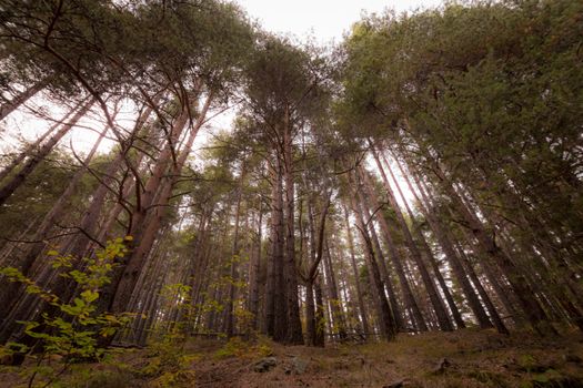 Stunning view of towering pine trees reaching for the sky in a serene forest setting.