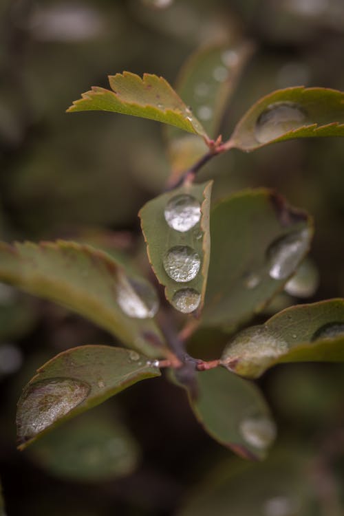 Close-up of Plants with Drops