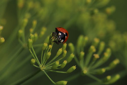 Macro Shot of a Ladybug on a Plant