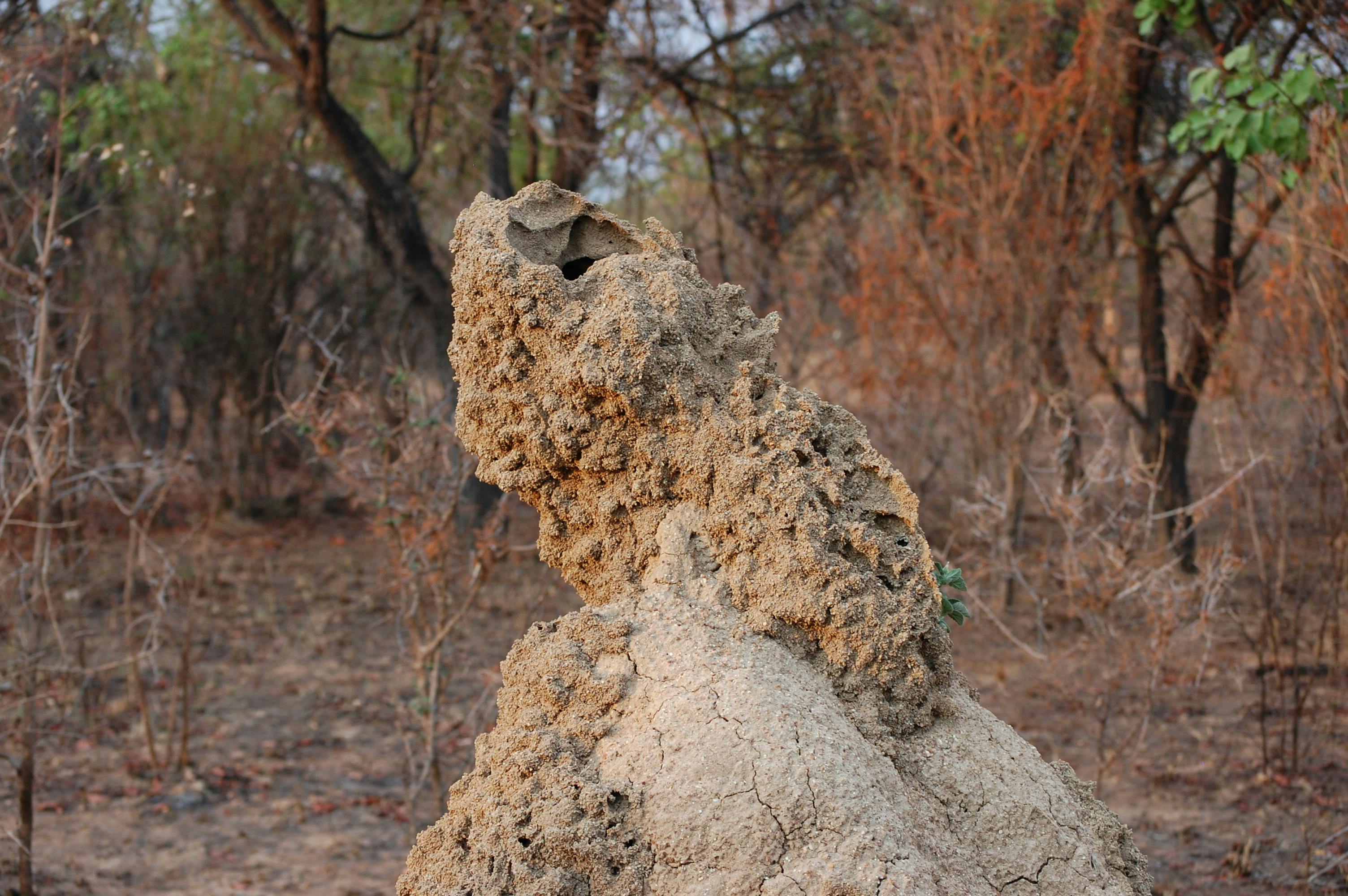 Free stock photo of ant hill