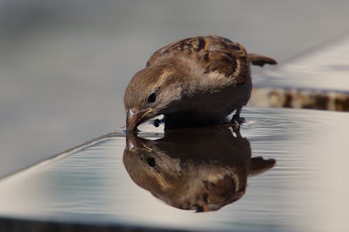 Free stock photo of drinking, mirroring, sparrow