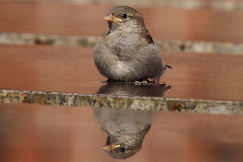 Free stock photo of animal, bird, mirroring