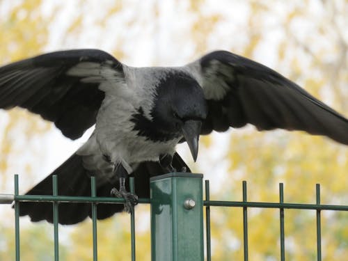 Free stock photo of animal, bird, crow
