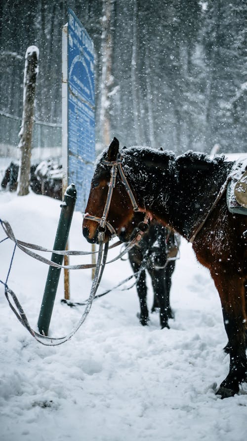 Foto d'estoc gratuïta de a l'aire lliure, animal, cavall