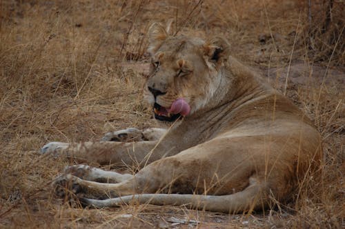 Löwin Streckt Die Zunge Heraus, Während Sie Auf Dem Boden Liegt