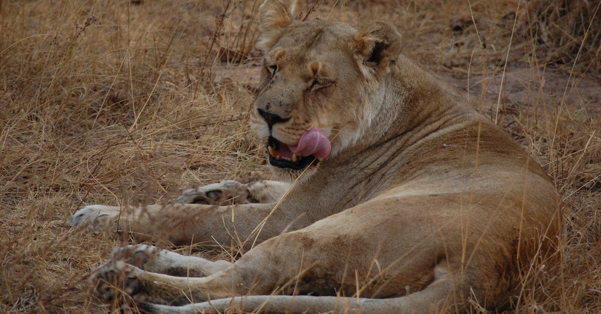 Lioness Sticking Tongue Out While Lying on Ground