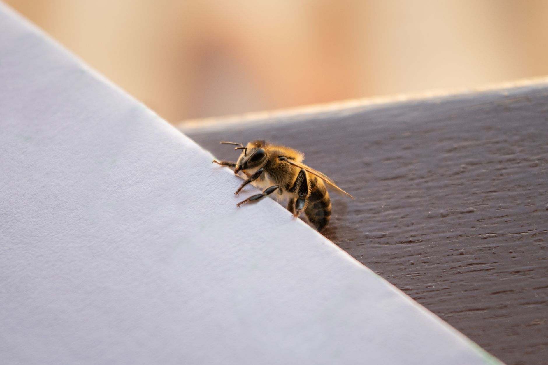 scrapingbee alternatives