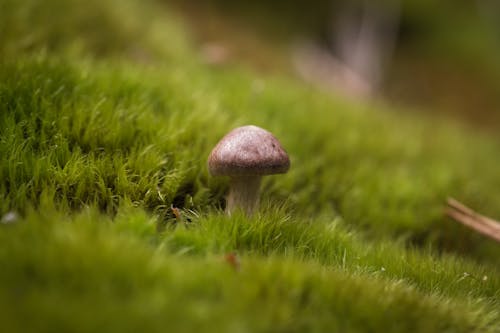 Close-Up Shot of a Mushroom on the Grass