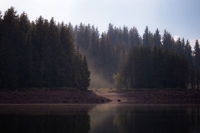 Misty forest edging a still lake — photo by Anton Atanasov on Pexels