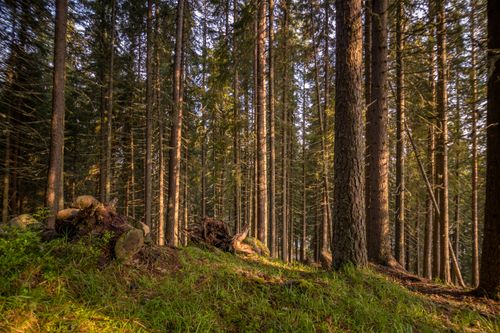 Free A tranquil coniferous forest with sunlight filtering through tall trees, showcasing nature's beauty. Stock Photo