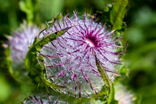 Purple Cactus Flower in Macro Photography