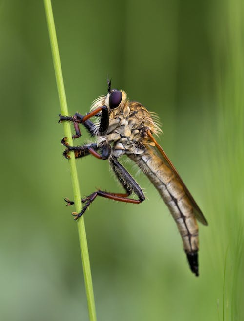 Kostnadsfria Kostnadsfri bild av fluga, insekt, insektsfotografering Stock foto