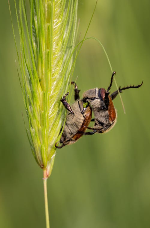 Kostnadsfria Kostnadsfri bild av fluga, gräs, insekt Stock foto
