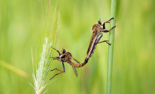 Základová fotografie zdarma na téma bezobratlí, detail, fotografování hmyzem