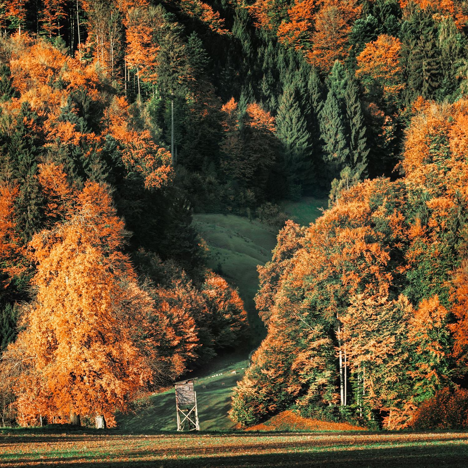 brown-and-green-trees-free-stock-photo