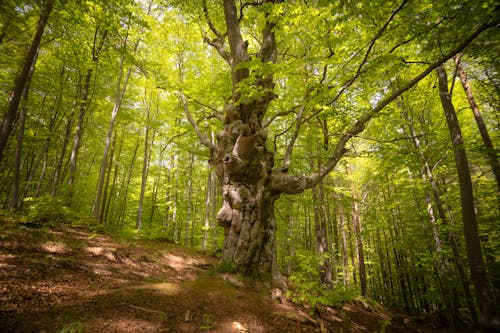 бесплатная Бесплатное стоковое фото с ветви, деревья, живописный Стоковое фото