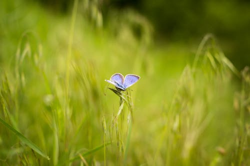 Blue and White Butterfly Perched on Green Grass 