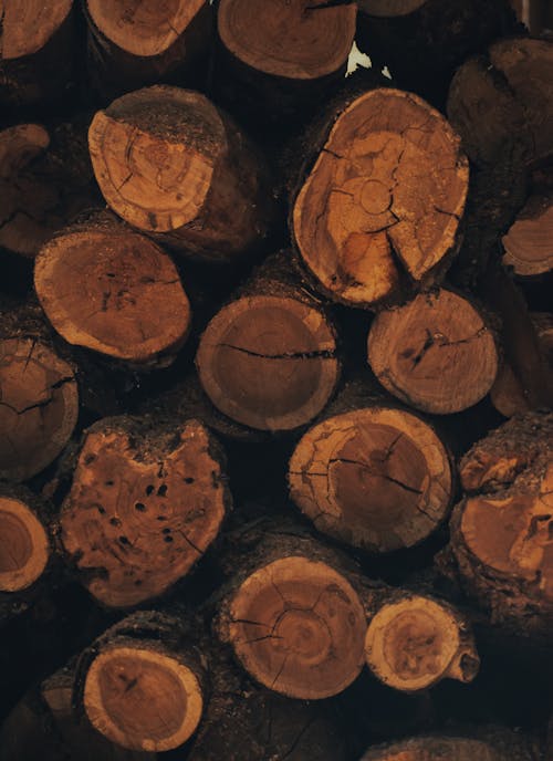 Felled trees placed in stack