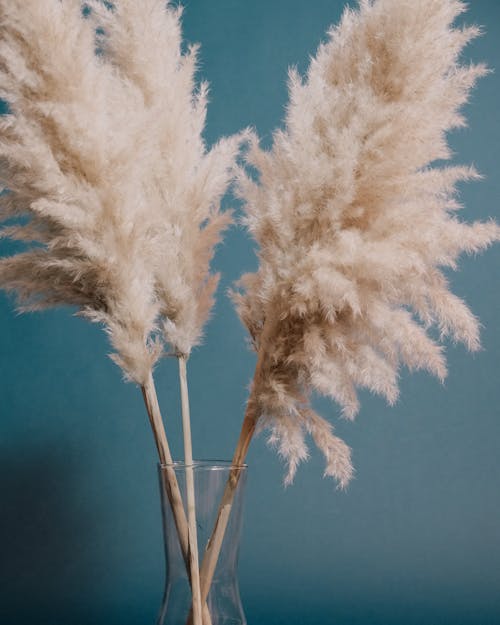 Cortaderia selloana plants with fluffy inflorescence plumes and thin stems placed in transparent glass vase on blue background