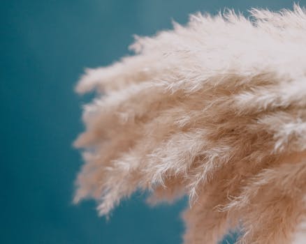 Close-up of fluffy pampas grass with a blurred blue background, showcasing natural texture.